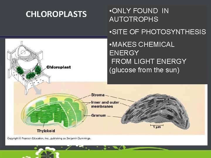 CHLOROPLASTS • ONLY FOUND IN AUTOTROPHS • SITE OF PHOTOSYNTHESIS • MAKES CHEMICAL ENERGY