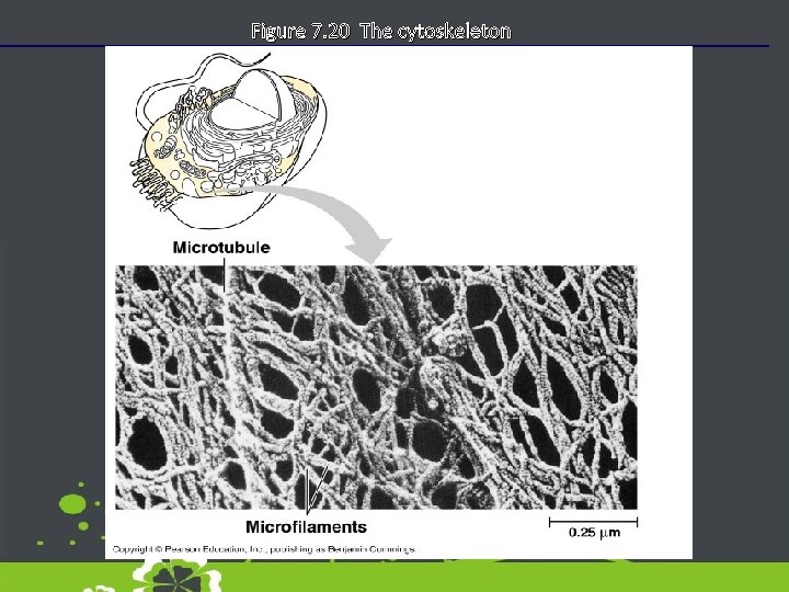 Figure 7. 20 The cytoskeleton 