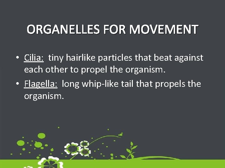 ORGANELLES FOR MOVEMENT • Cilia: tiny hairlike particles that beat against each other to