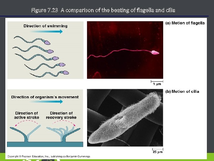 Figure 7. 23 A comparison of the beating of flagella and cilia 