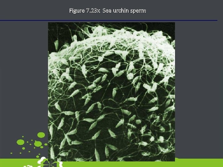 Figure 7. 23 x Sea urchin sperm 