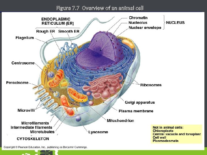 Figure 7. 7 Overview of an animal cell 