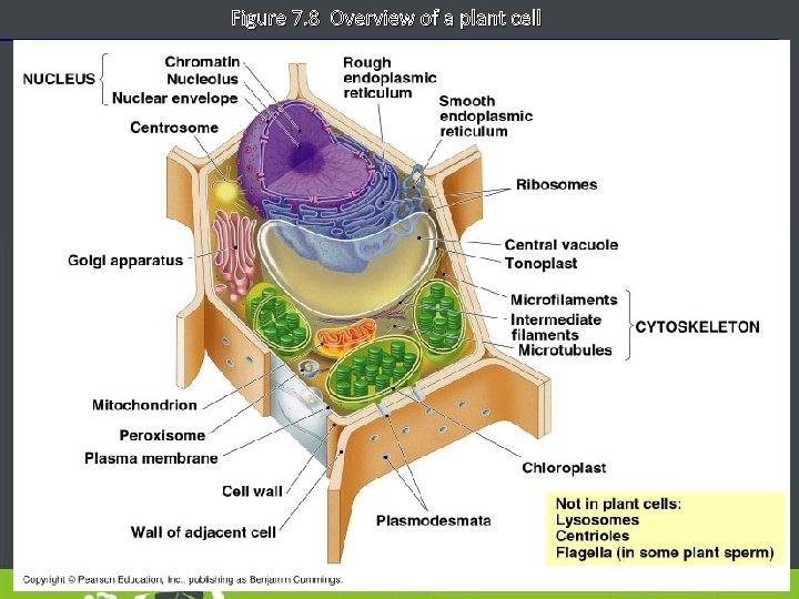 Figure 7. 8 Overview of a plant cell 