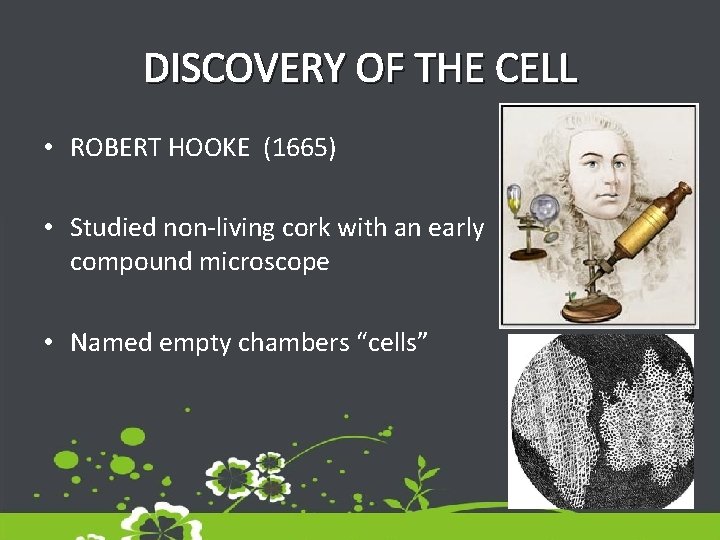 DISCOVERY OF THE CELL • ROBERT HOOKE (1665) • Studied non-living cork with an
