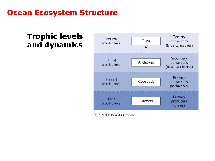 Ocean Ecosystem Structure Trophic levels and dynamics 