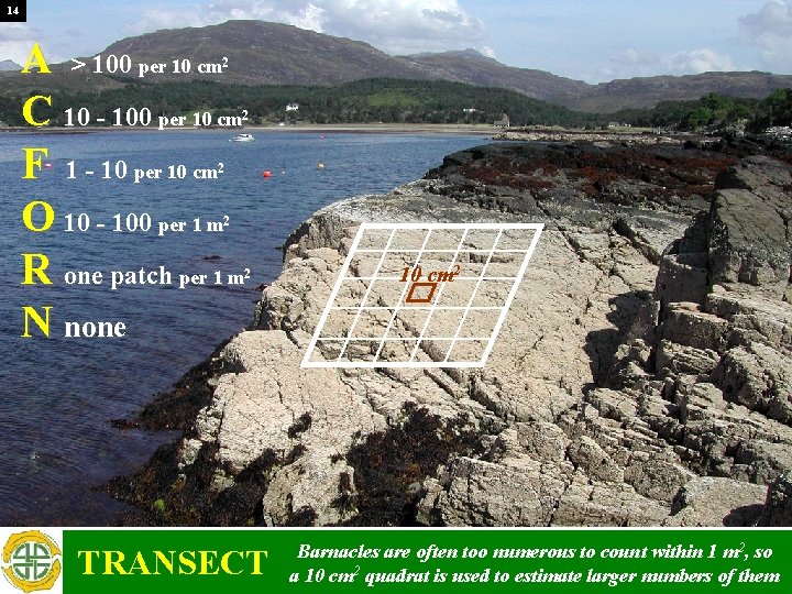 14 A > 100 per 10 cm C 10 - 100 per 10 cm