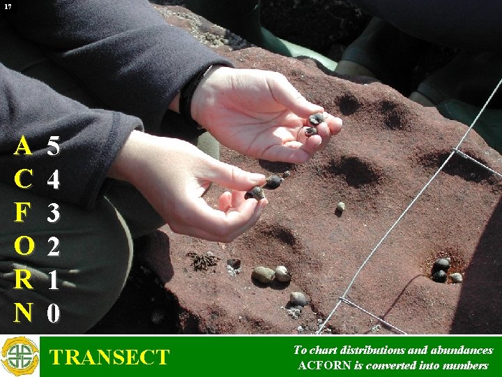 17 A C F O R N 5 4 3 2 1 0 TRANSECT