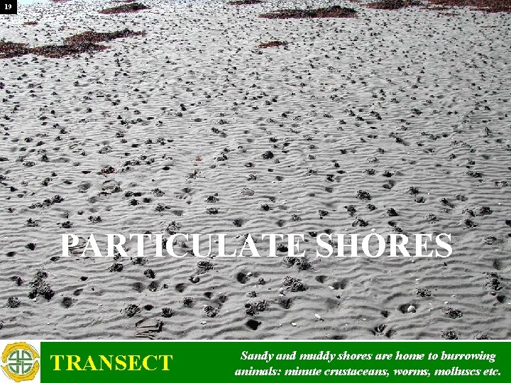 19 PARTICULATE SHORES TRANSECT Sandy and muddy shores are home to burrowing animals: minute