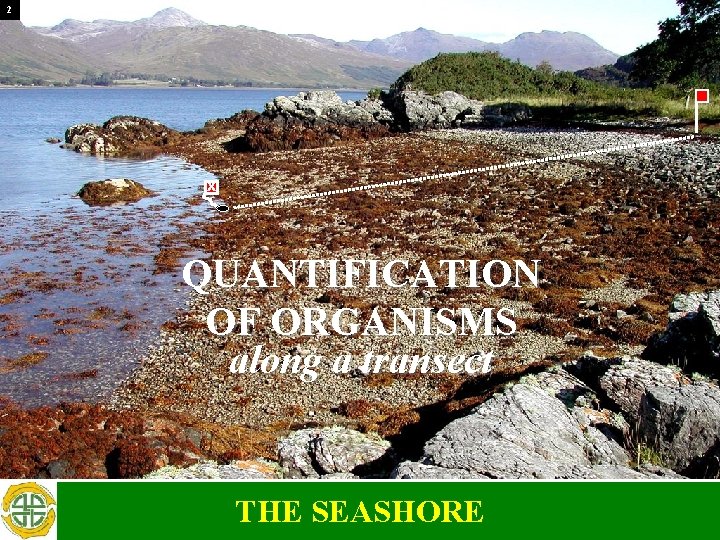 2 X QUANTIFICATION OF ORGANISMS along a transect THE SEASHORE 