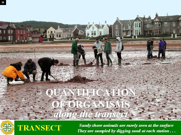20 QUANTIFICATION OF ORGANISMS along the transect TRANSECT Sandy shore animals are rarely seen