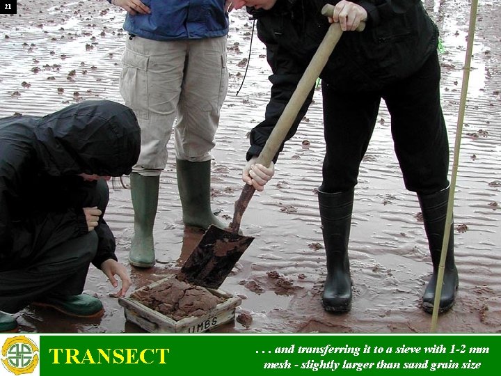 21 TRANSECT . . . and transferring it to a sieve with 1 -2