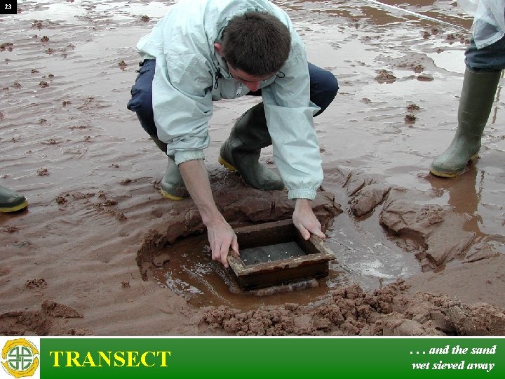 23 TRANSECT . . . and the sand wet sieved away 