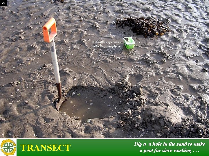 26 Alternative specimen collection receptacle TRANSECT Dig a a hole in the sand to