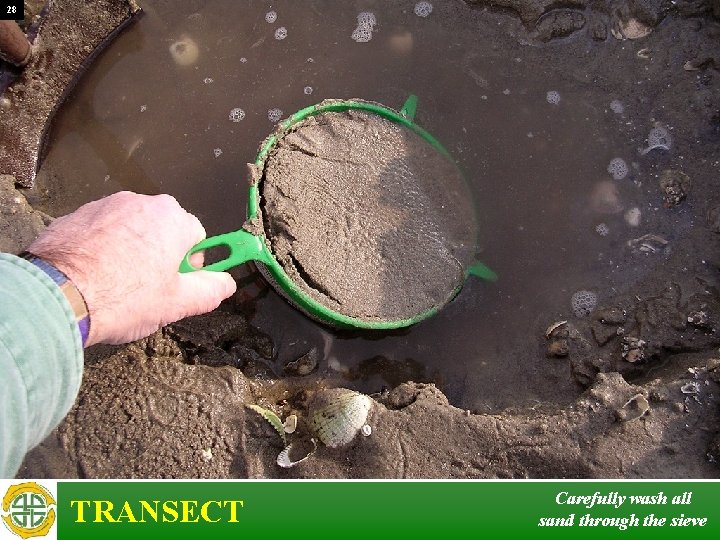 28 TRANSECT Carefully wash all sand through the sieve 