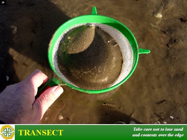 29 TRANSECT Take care not to lose sand contents over the edge 