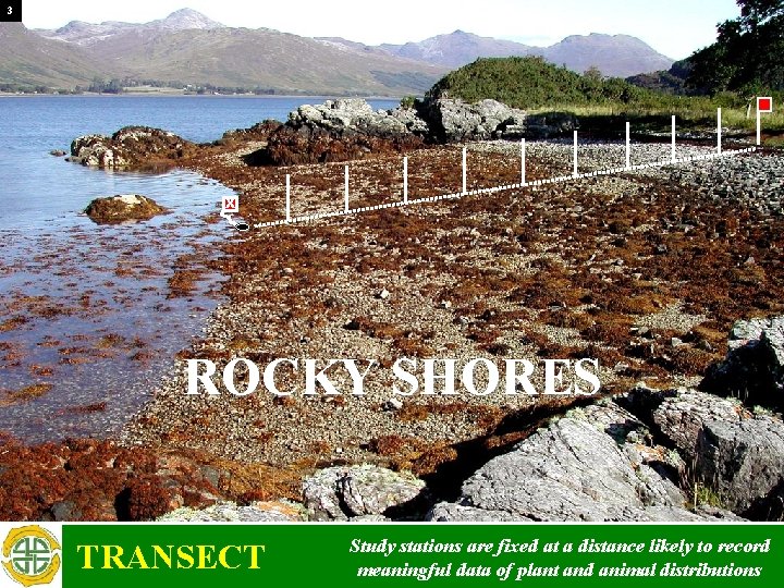 3 X ROCKY SHORES TRANSECT Study stations are fixed at a distance likely to