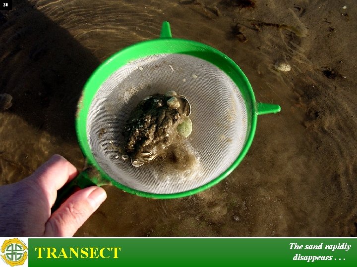 30 TRANSECT The sand rapidly disappears. . . 