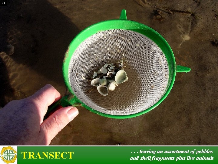 31 TRANSECT . . . leaving an assortment of pebbles and shell fragments plus