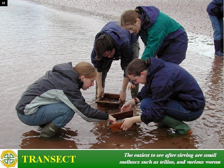 32 TRANSECT The easiest to see after sieving are small molluscs such as tellins,