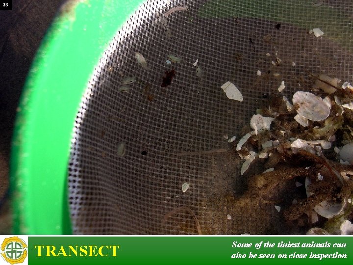 33 TRANSECT Some of the tiniest animals can also be seen on close inspection