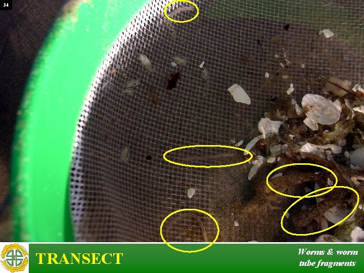 34 TRANSECT Worms & worm tube fragments 
