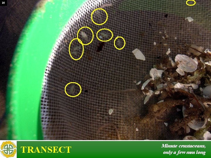 35 TRANSECT Minute crustaceans, only a few mm long 