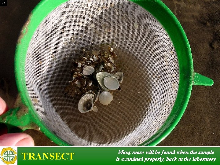 36 TRANSECT Many more will be found when the sample is examined properly, back