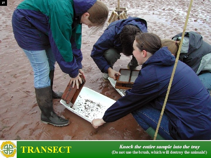 37 TRANSECT Knock the entire sample into the tray (Do not use the brush,