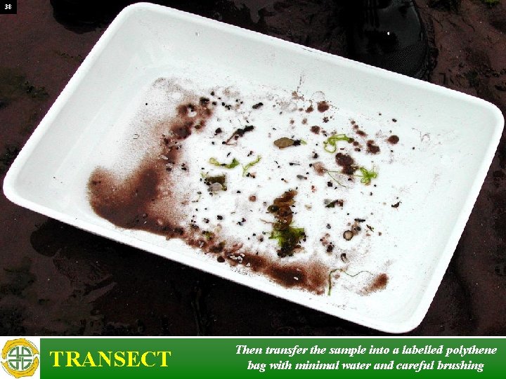 38 TRANSECT Then transfer the sample into a labelled polythene bag with minimal water