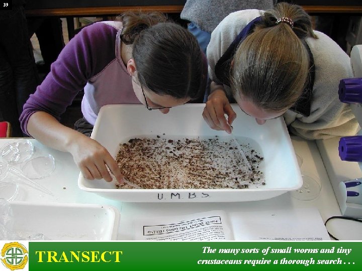 39 TRANSECT The many sorts of small worms and tiny crustaceans require a thorough