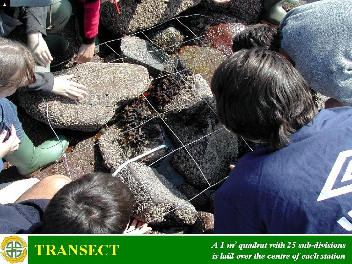 4 TRANSECT A 1 m 2 quadrat with 25 sub-divisions is laid over the