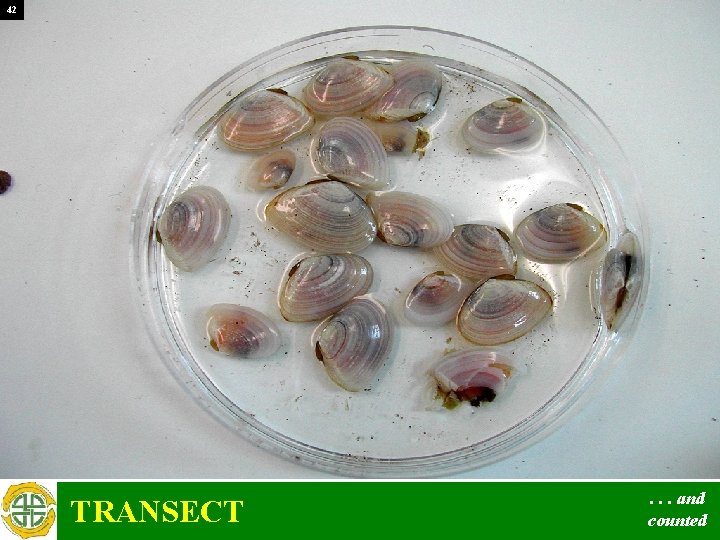 42 TRANSECT . . . and counted 