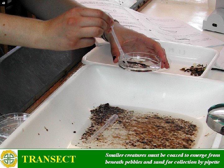 43 TRANSECT Smaller creatures must be coaxed to emerge from beneath pebbles and sand