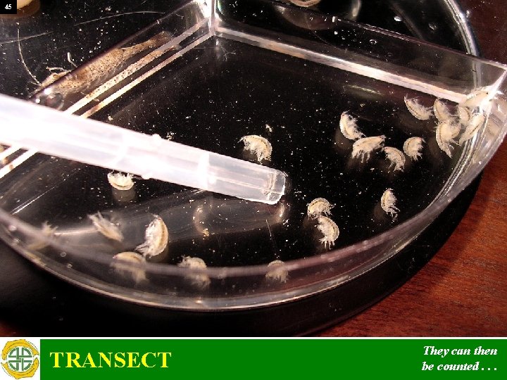 45 TRANSECT They can then be counted. . . 