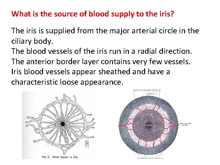 What is the source of blood supply to the iris? The iris is supplied