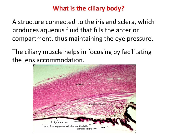 What is the ciliary body? A structure connected to the iris and sclera, which