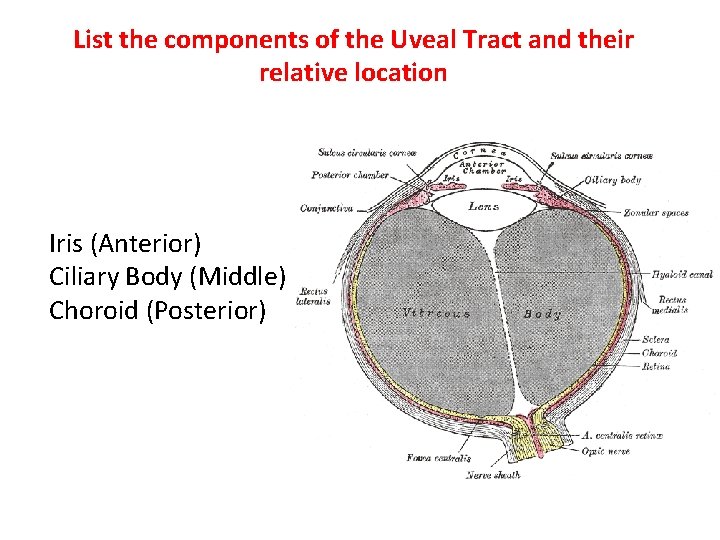 List the components of the Uveal Tract and their relative location Iris (Anterior) Ciliary