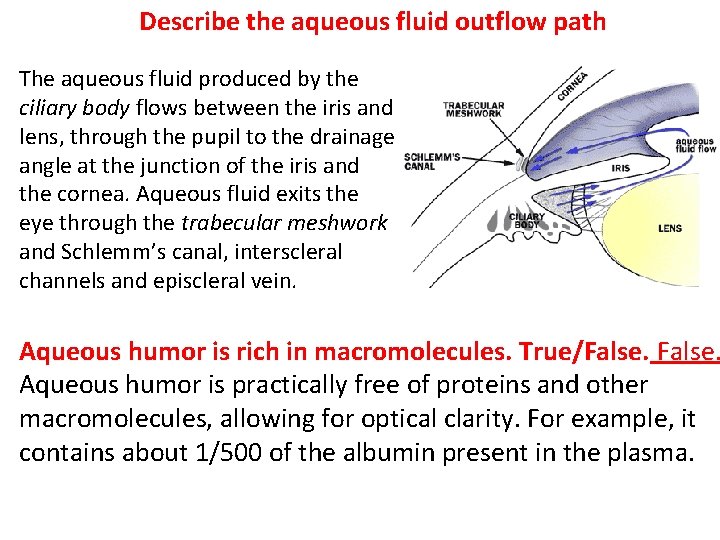 Describe the aqueous fluid outflow path The aqueous fluid produced by the ciliary body