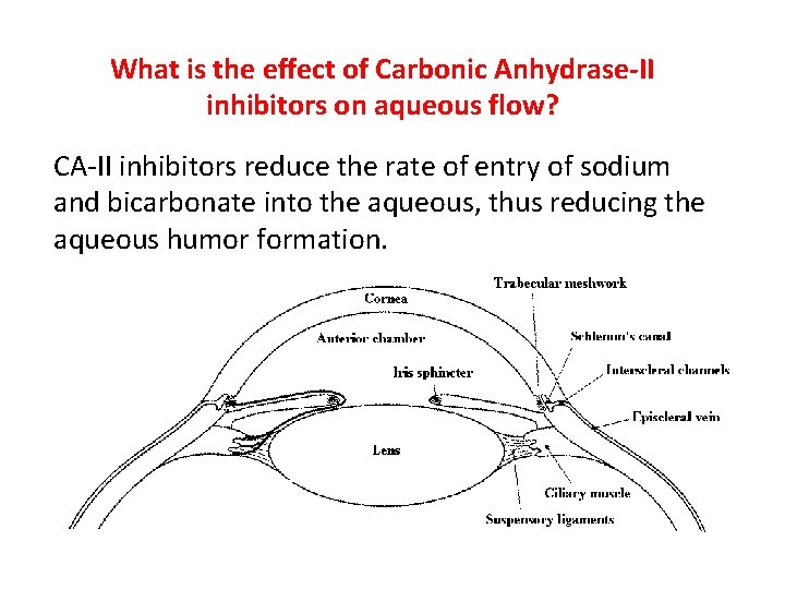 What is the effect of Carbonic Anhydrase-II inhibitors on aqueous flow? CA-II inhibitors reduce