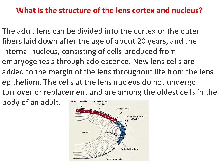 What is the structure of the lens cortex and nucleus? The adult lens can