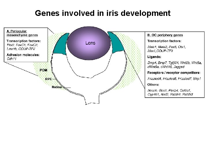 Genes involved in iris development 