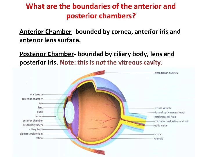 What are the boundaries of the anterior and posterior chambers? Anterior Chamber- bounded by