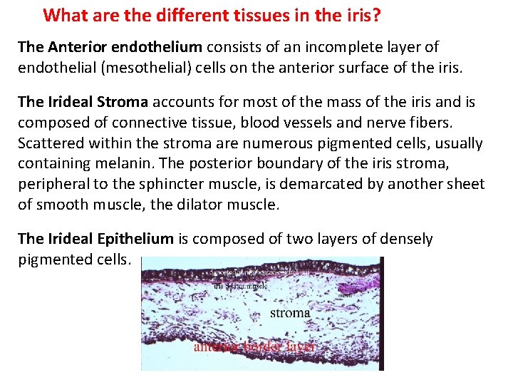 What are the different tissues in the iris? The Anterior endothelium consists of an