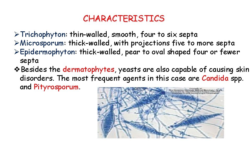 CHARACTERISTICS ØTrichophyton: thin-walled, smooth, four to six septa ØMicrosporum: thick-walled, with projections five to