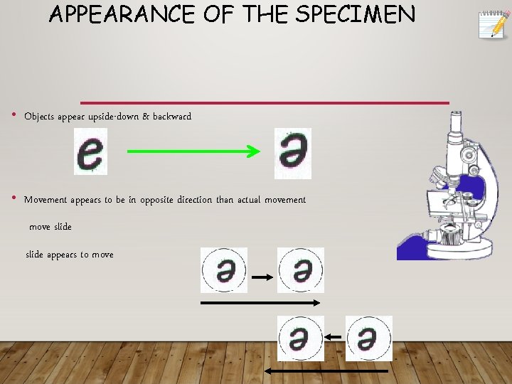 APPEARANCE OF THE SPECIMEN • Objects appear upside-down & backward • Movement appears to