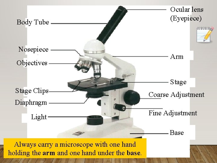 Body Tube Nosepiece Objectives Ocular lens (Eyepiece) Arm Stage Clips Diaphragm Light Coarse Adjustment
