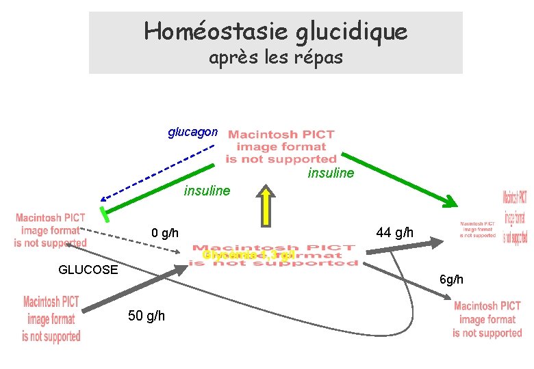 Homéostasie glucidique après les répas glucagon insuline 44 g/h 0 g/h Glycémie 1, 3