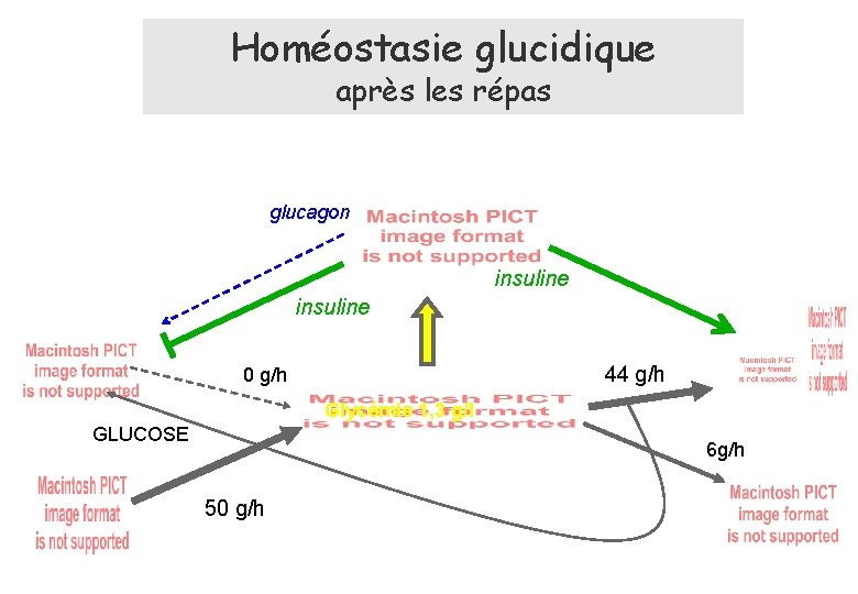 Homéostasie glucidique après les répas glucagon insuline 44 g/h 0 g/h Glycémie 1, 3