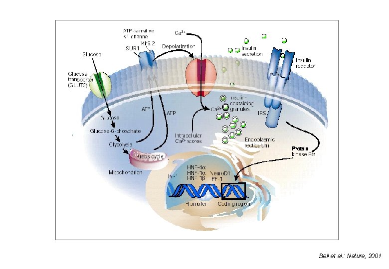 Bell et al. : Nature, 2001 