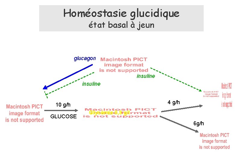 Homéostasie glucidique état basal à jeun glucagon insuline 4 g/h 10 g/h GLUCOSE Glycémie